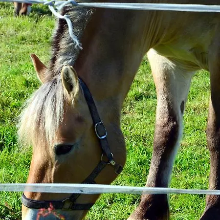 Nad Zatoka Pucka شقة *