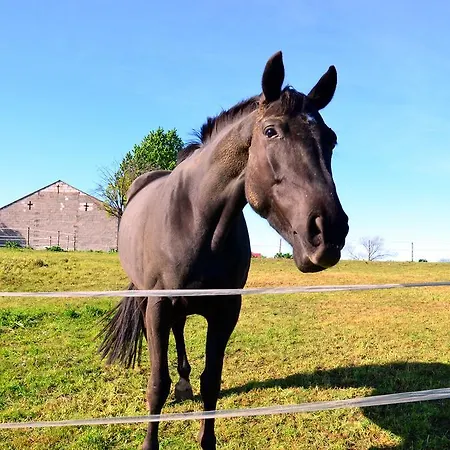 شقة Nad Zatoka Pucka سفارجيفو