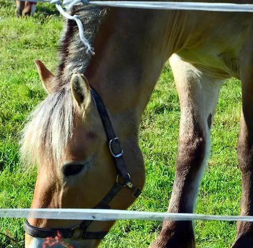 Nad Zatoka Pucka 公寓 *